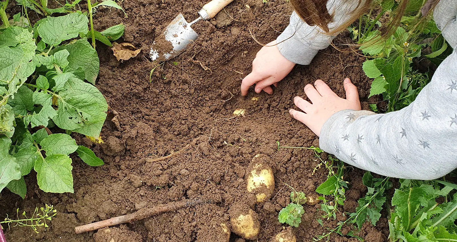 graven naar aardappel