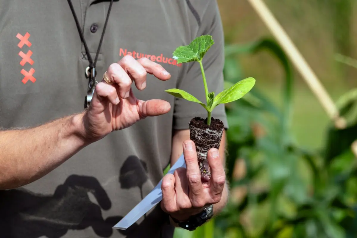 meester met jonge courgetteplant