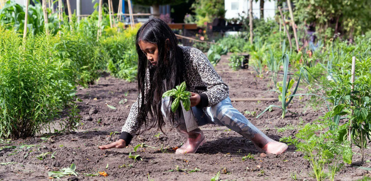 meisje oogst basilicum