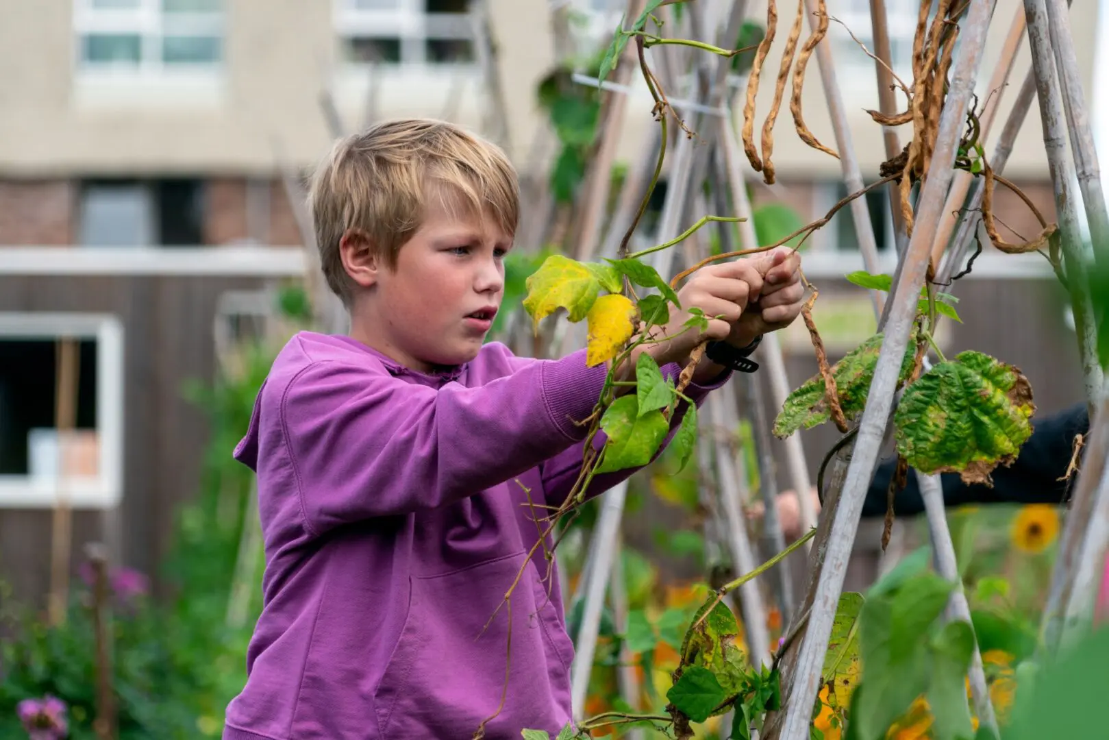 jongen oogst boontjes