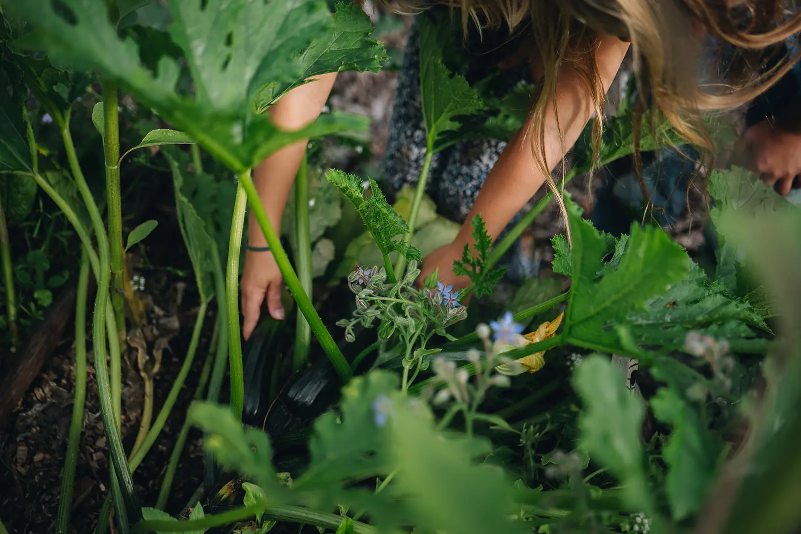 meisje oogst courgette