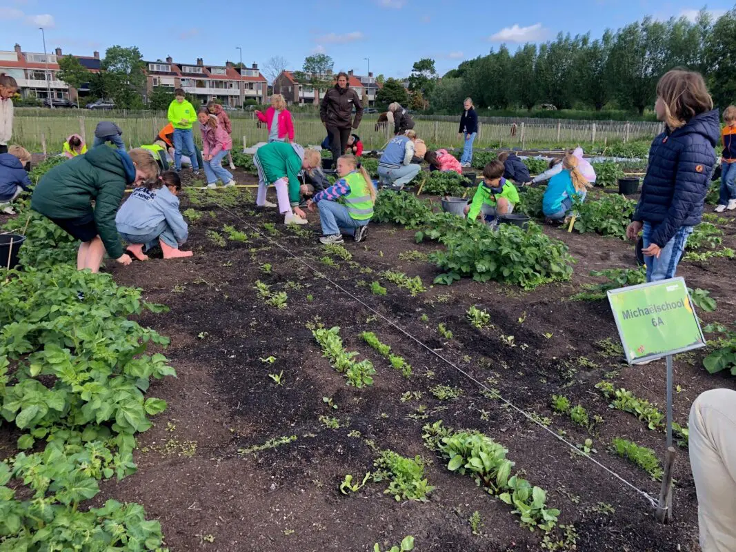 kinderen tuinieren in de schooltuin