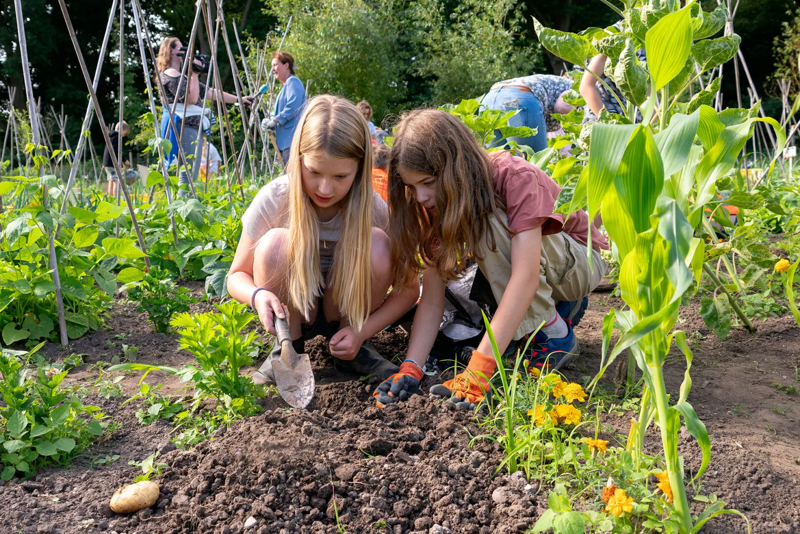 Meisjes graven aardappels op