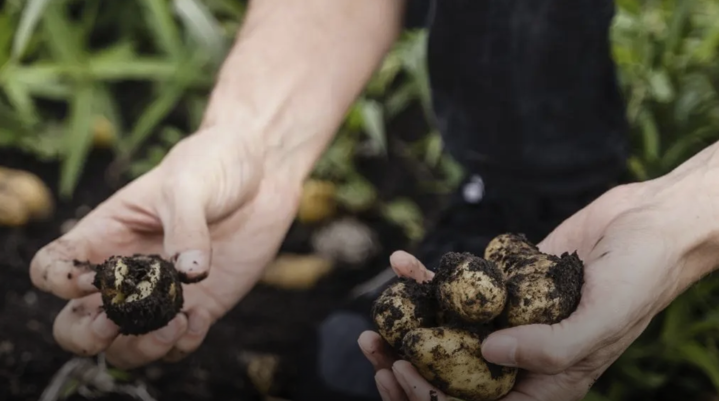 Handen oogsten aardappels