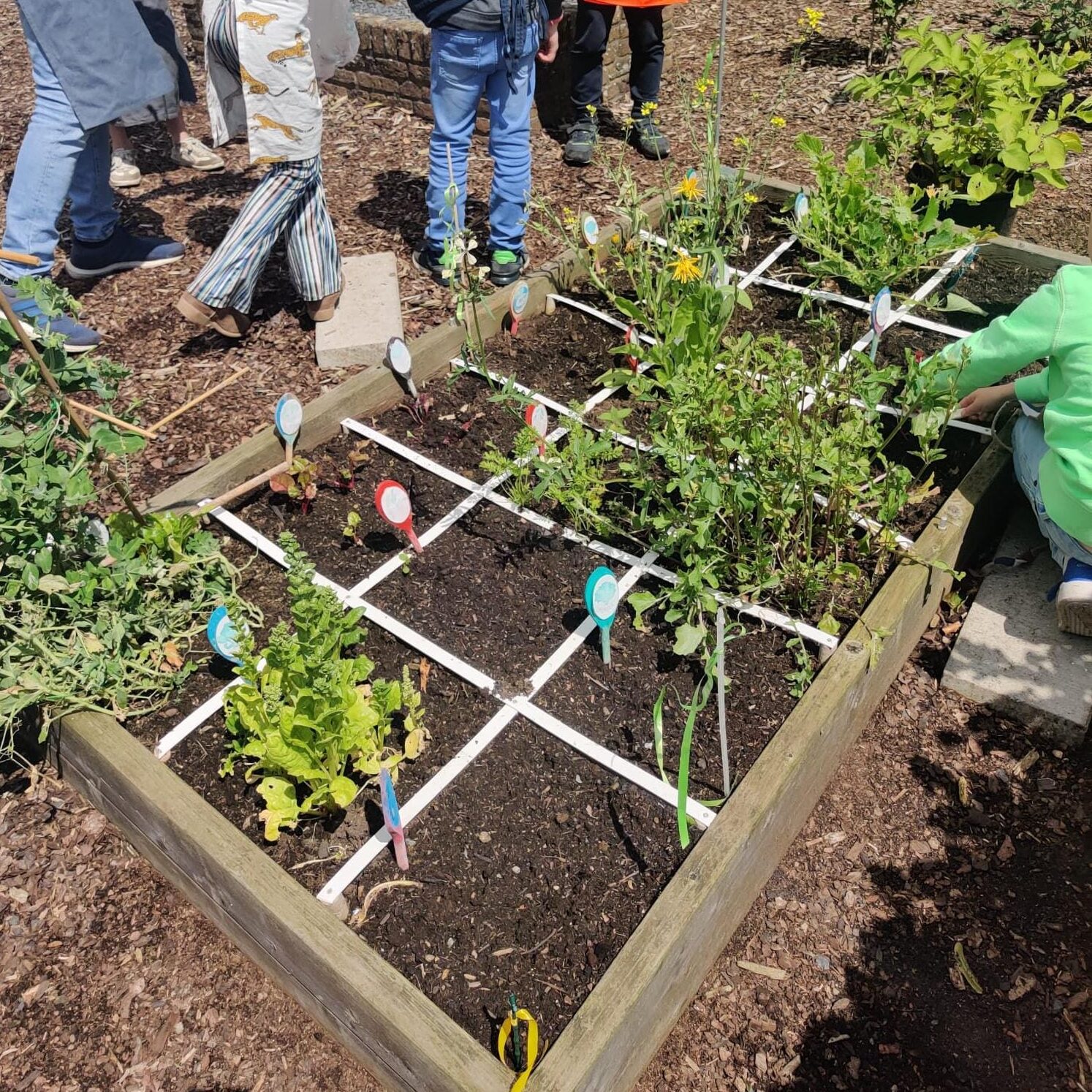Een groep kinderen tuiniert rond een verhoogde moestuin met gewassen en labels.